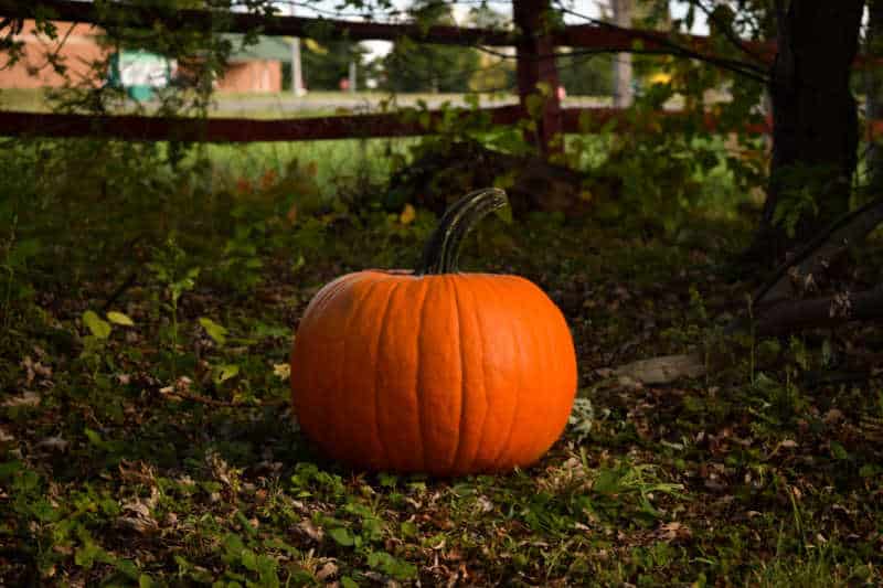 Pumpkin in garden.