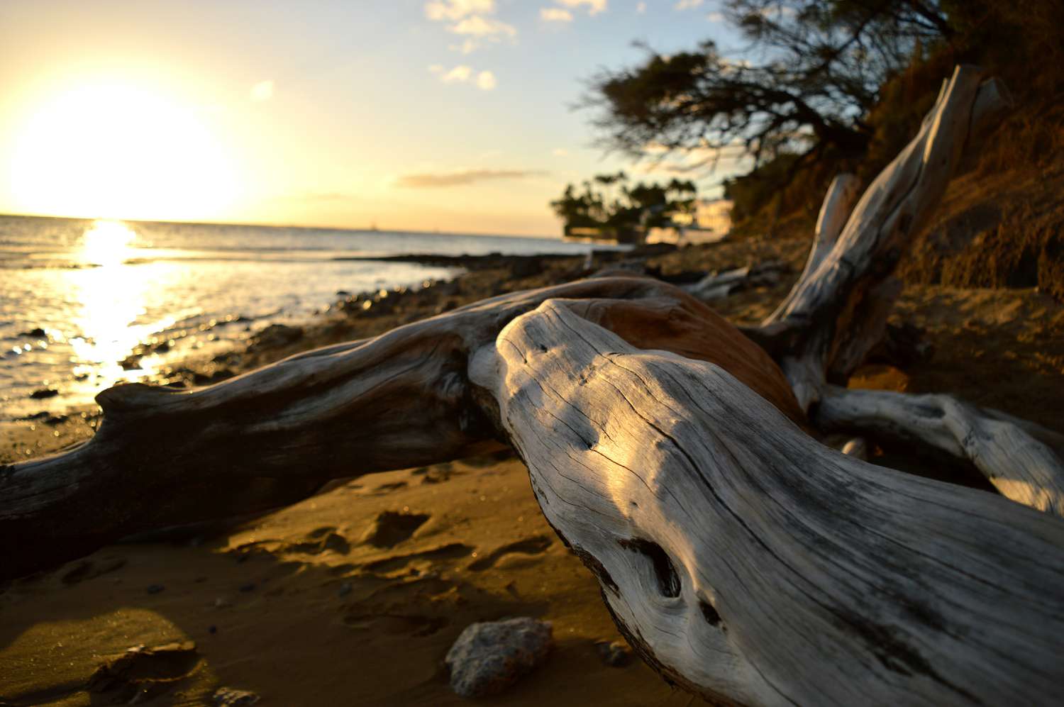 The Stunning Magnificence and Benefits of Driftwood