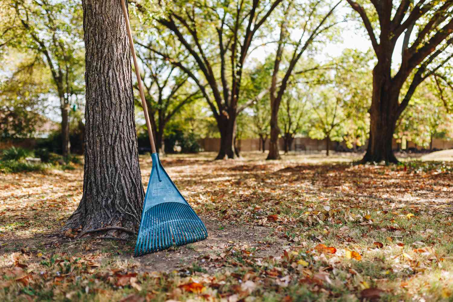 Skip the Rake and Go away Leaves for a Healthful Yard