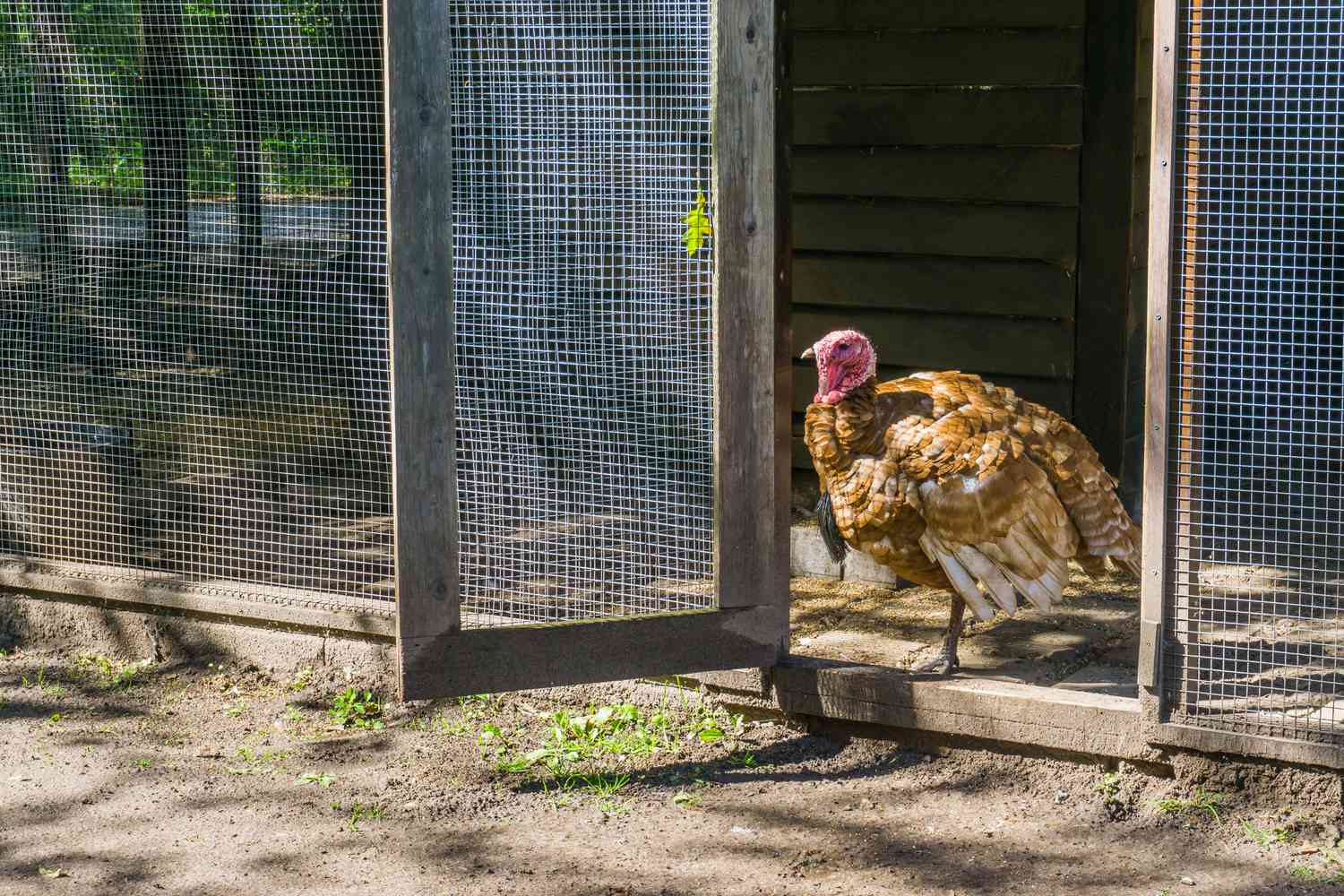 Housing and Fencing for Your Turkeys